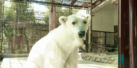 旅レポ シコク 131号